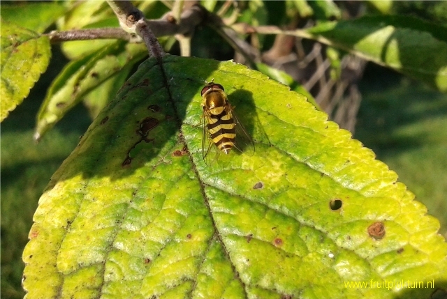 Zweefvlieg op blad van een pruim